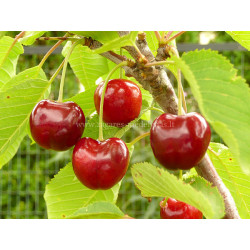 Trešnė (Prunus) 'Lapins' savidulkė vidutinio ankstyvumo labai didelės uogos