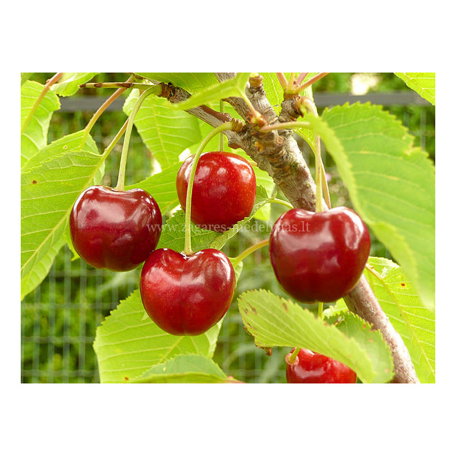 Trešnė (Prunus) 'Lapins' savidulkė vidutinio ankstyvumo labai didelės uogos