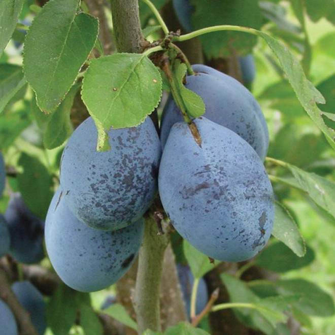 Slyva (Prunus) 'Dambrovickio vengrinė'