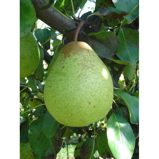 Kriaušė (Pyrus) 'Alka'