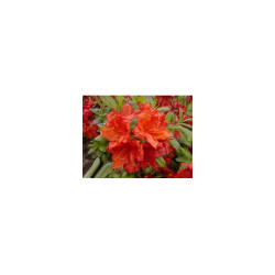 Azalija (Rhododendron) 'Feuerwerk' oranžinė meta lapus žydi rūgšti durpė saulėta vieta