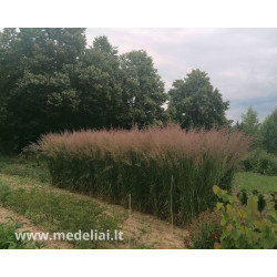 Lendrūnas smailiažiedis (Calamagrostis) 'Karl Foerster'