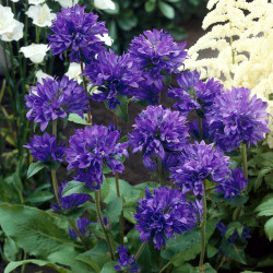 Katilėlis (Campanula glomerata) 'Superba'