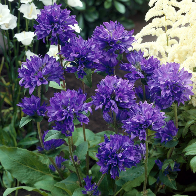 Katilėlis (Campanula glomerata) 'Superba'