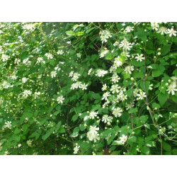 Raganė (Clematis) 'Paul Farges'