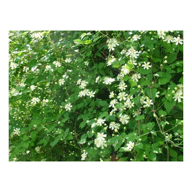 Raganė (Clematis) 'Paul Farges'
