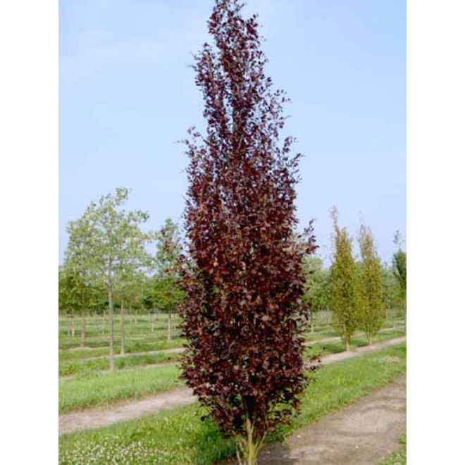 Bukas paprastasis (Fagus sylvatica) 'Rohan Obelisk'