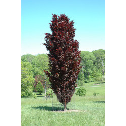 Bukas paprastasis (Fagus sylvatica) 'Rohan Obelisk'