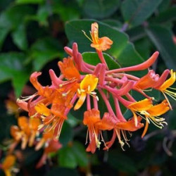 Sausmedis brauno (Lonicera x brownii) 'Dropmore Scarlet' žydinti vijoklis