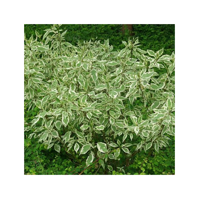 Sedula baltoji (Cornus alba) 'Elegantissima' medelis