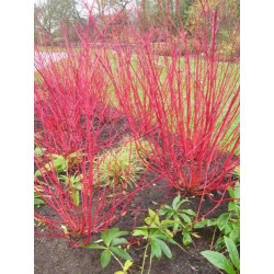 Sedula baltoji (Cornus alba) 'Elegantissima' medelis