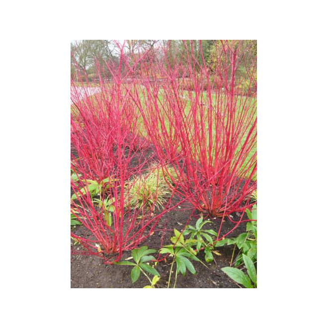 Sedula baltoji (Cornus alba) 'Elegantissima' medelis