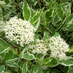 Sedula baltoji (Cornus alba) 'Elegantissima' medelis