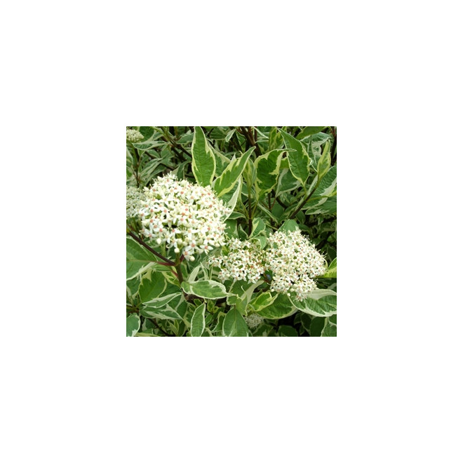 Sedula baltoji (Cornus alba) 'Elegantissima' medelis