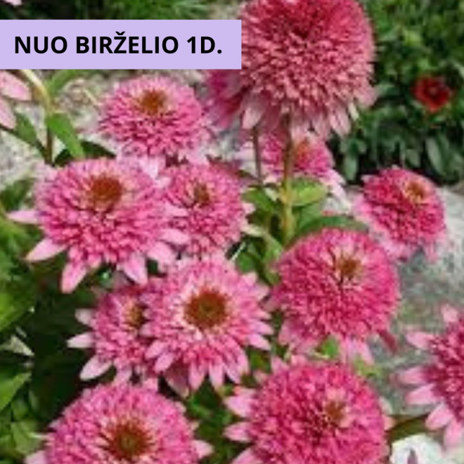 Ežiuolė (Echinacea) 'Butterfly Kisses'