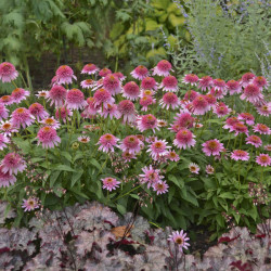 Ežiuolė (Echinacea) 'Butterfly Kisses'