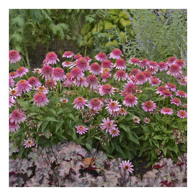 Ežiuolė (Echinacea) 'Butterfly Kisses'