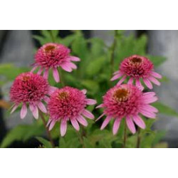 Ežiuolė (Echinacea) 'Butterfly Kisses'