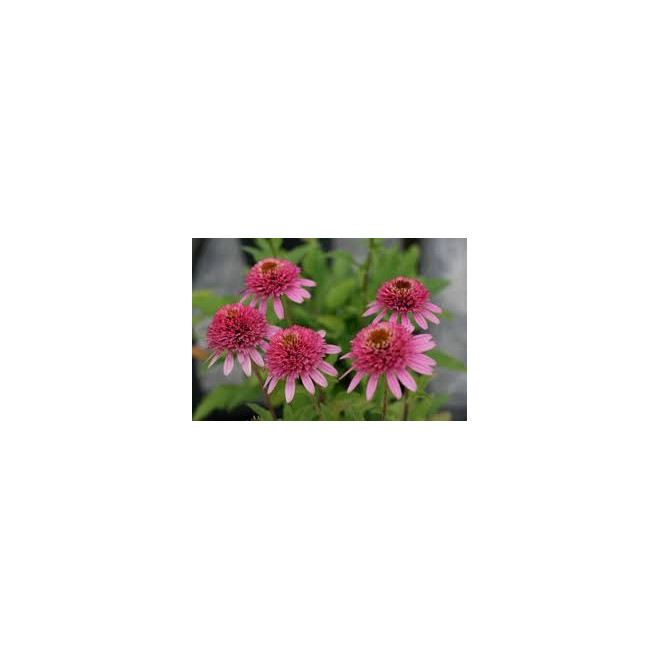 Ežiuolė (Echinacea) 'Butterfly Kisses'