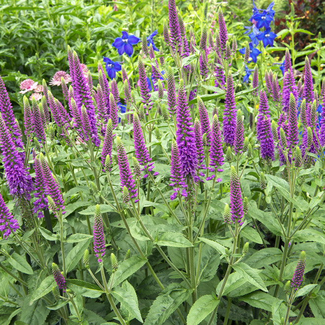 Veronika (Veronica spicata) 'First Match'