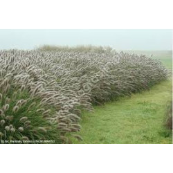 Soruolė (Pennisetum alopecuroides) 'Lady U'
