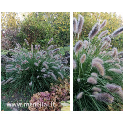 Soruolė (Pennisetum alopecuroides) 'Lady U'