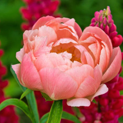 Bijūnas (Paeonia) 'Pink Havaiian Coral'