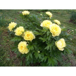 Bijūnas (Paeonia Itoh) 'Bartzella' dideli geltoni pilnaviduriai