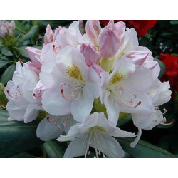 Rododendras (Rhododendron) 'Catawbiense Album'