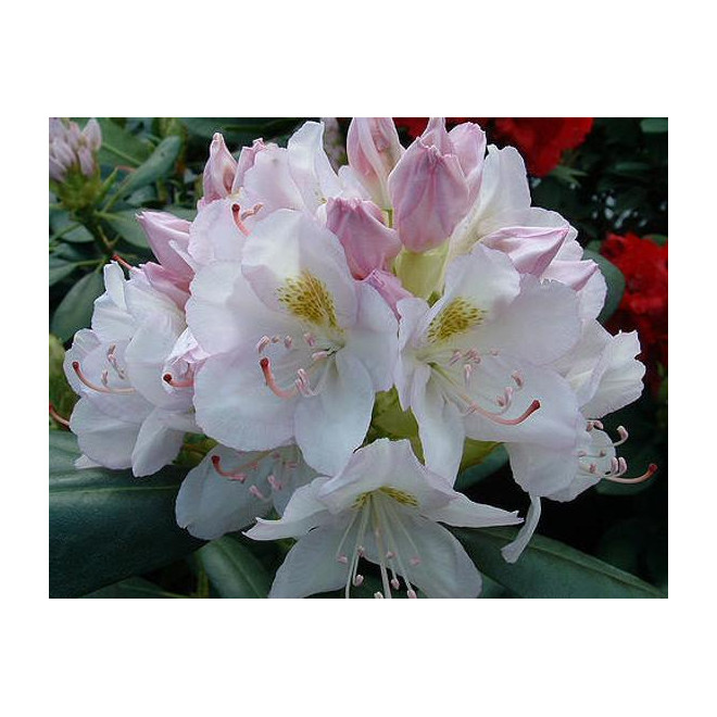 Rododendras (Rhododendron) 'Catawbiense Album'