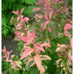 Lanksva japoninė (Spiraea japonica) 'Crispa'