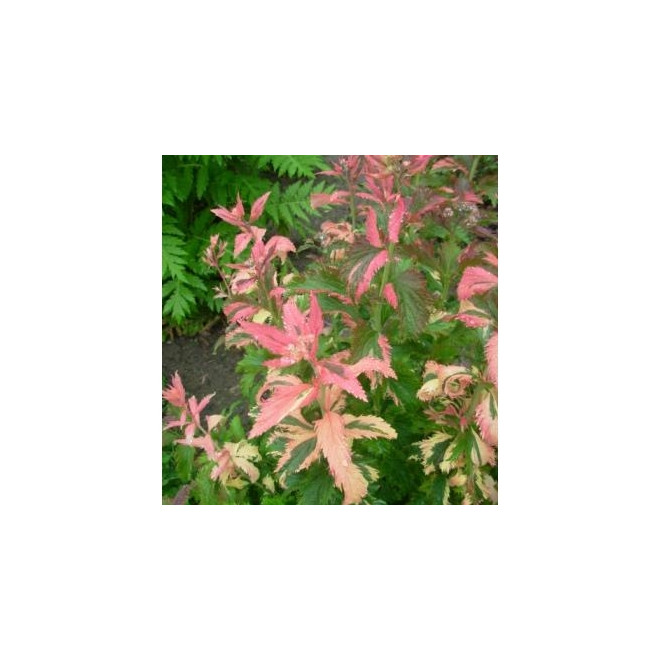 Lanksva japoninė (Spiraea japonica) 'Crispa'