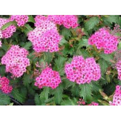 Lanksva japoninė (Spiraea japonica) 'Crispa'