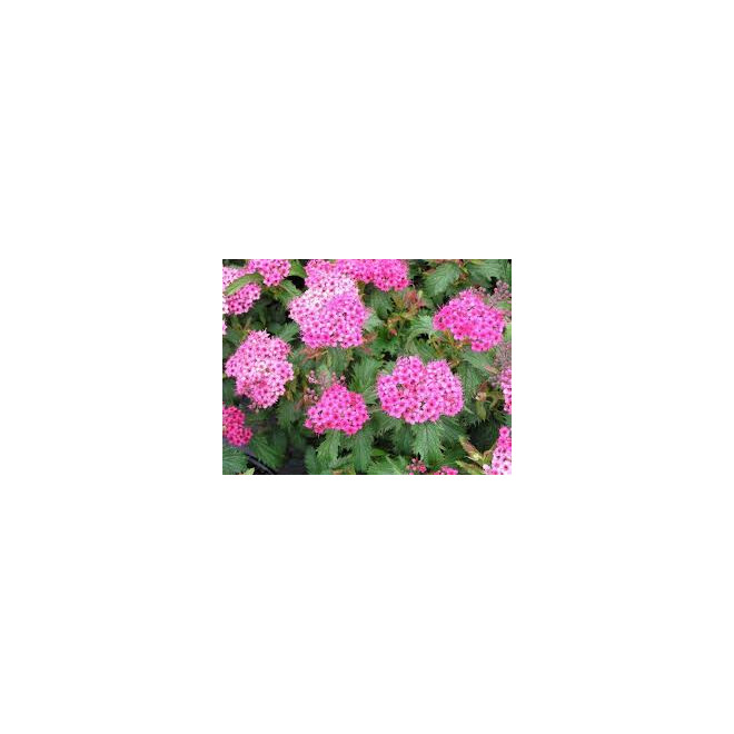 Lanksva japoninė (Spiraea japonica) 'Crispa'