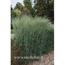 Sora rykštėtoji (Panicum virgatum) 'Prairie Sky'