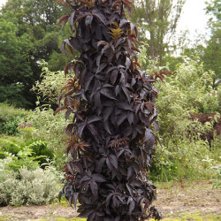 Šeivamedis juodauogis (Sambucus nigra) "Black Tower"