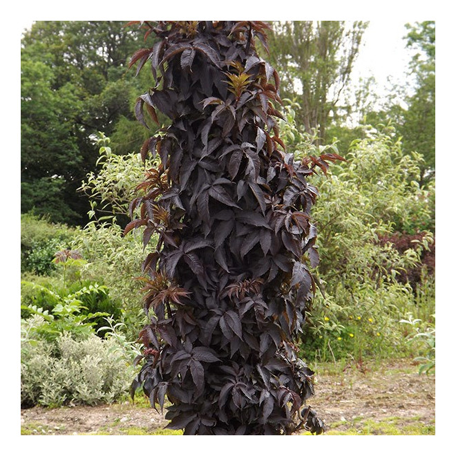 Šeivamedis juodauogis (Sambucus nigra) "Black Tower"