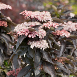 Šeivamedis juodauogis (Sambucus nigra) "Black Tower"