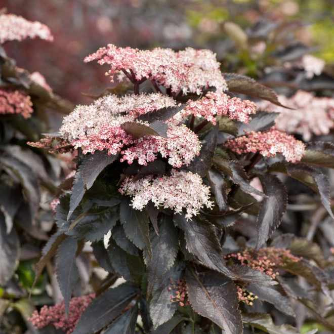 Šeivamedis juodauogis (Sambucus nigra) "Black Tower"