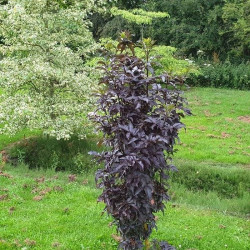 Šeivamedis juodauogis (Sambucus nigra) "Black Tower"
