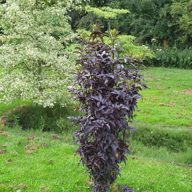 Šeivamedis juodauogis (Sambucus nigra) "Black Tower"