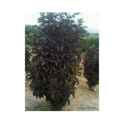Šeivamedis juodauogis (Sambucus nigra) "Black Tower"