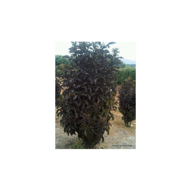 Šeivamedis juodauogis (Sambucus nigra) "Black Tower"