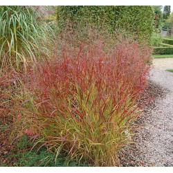 Sora rykštėtoji  (Panicum virgatum) 'Rehbraun'