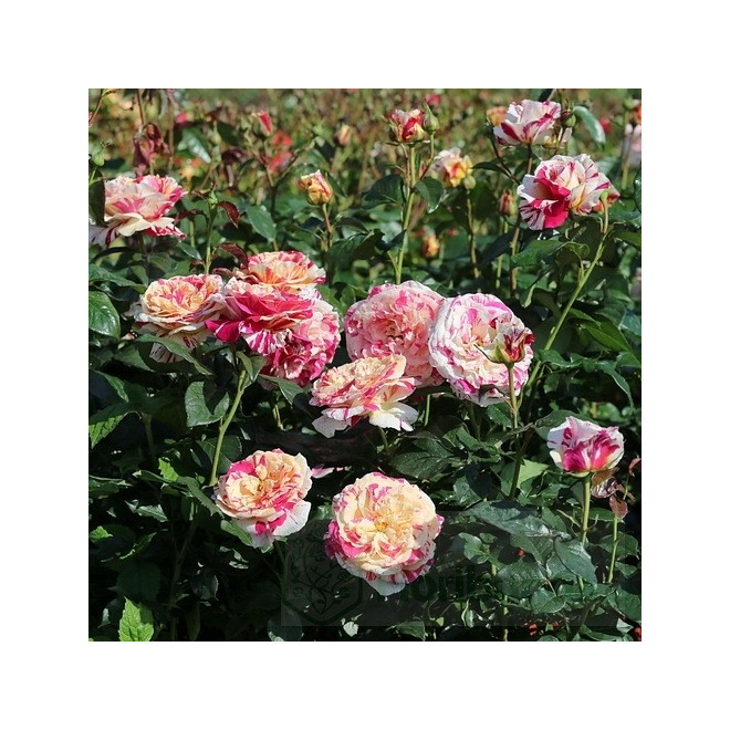 Rožė vijoklinė (Rosa) 'Vanille Fraise'