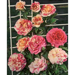Rožė vijoklinė (Rosa) 'Vanille Fraise'