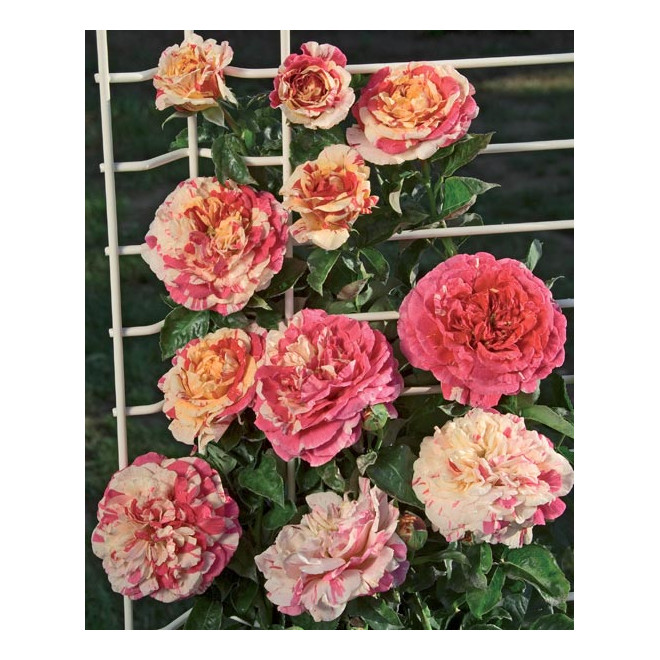 Rožė vijoklinė (Rosa) 'Vanille Fraise'