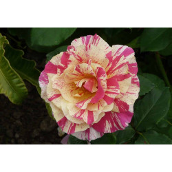 Rožė vijoklinė (Rosa) 'Vanille Fraise'