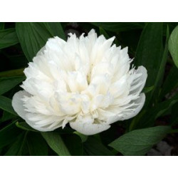 Bijūnas vaistinis (Paeonia officinalis) 'Alba Plena'