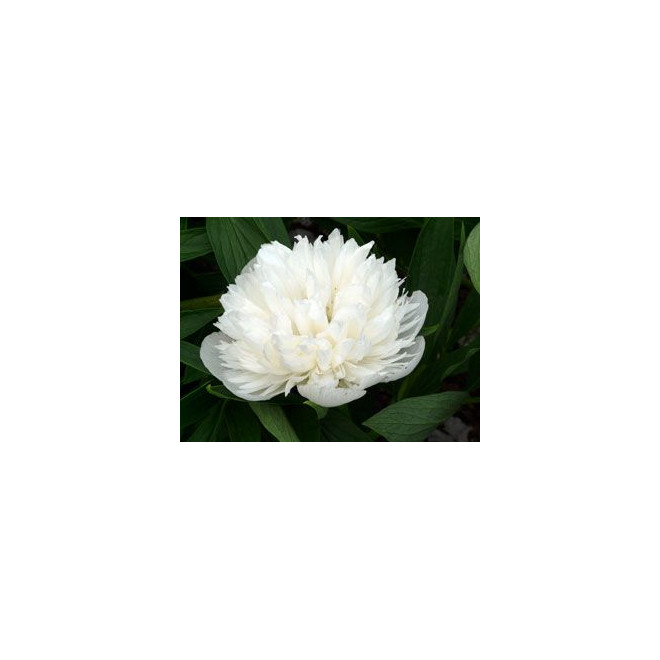 Bijūnas vaistinis (Paeonia officinalis) 'Alba Plena'